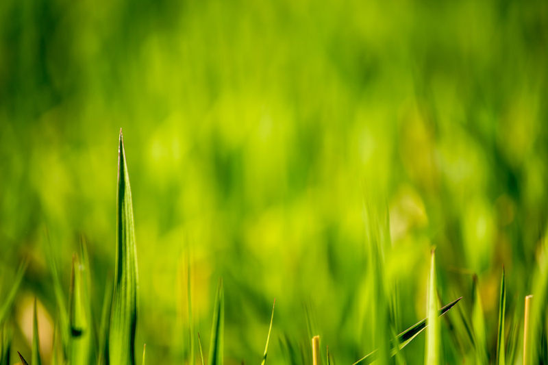 Green-Grass-Fields-Wallpaper-356