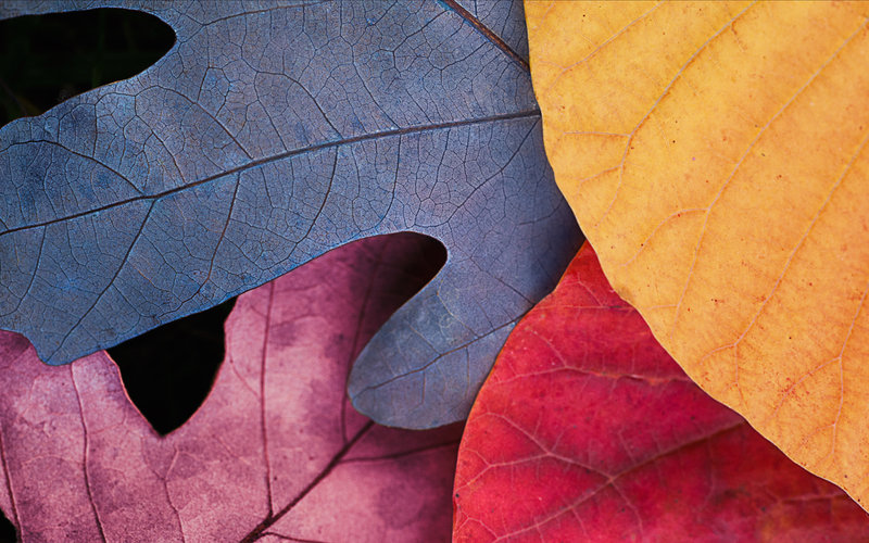 fall-leaves-overview_retina_large_2x