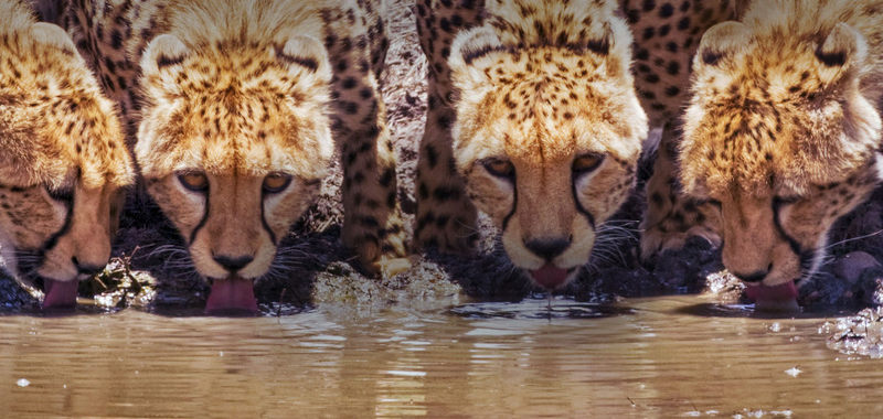 猎豹喝水