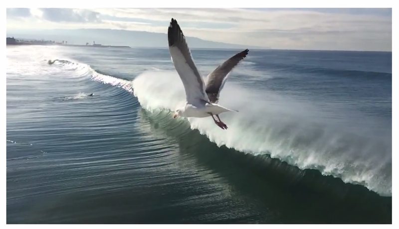 海鸥飞过加利福尼亚的巨浪，用 iPhone 拍摄” />  </p>
<p>Apple 发布了一系列广告，其中包含 iPhone 6 用户拍摄的视频。每个广告都展示了 iPhone 的高质量录制功能，其中大部分展示了一些更有趣的相机功能，例如能够轻松 <a href=